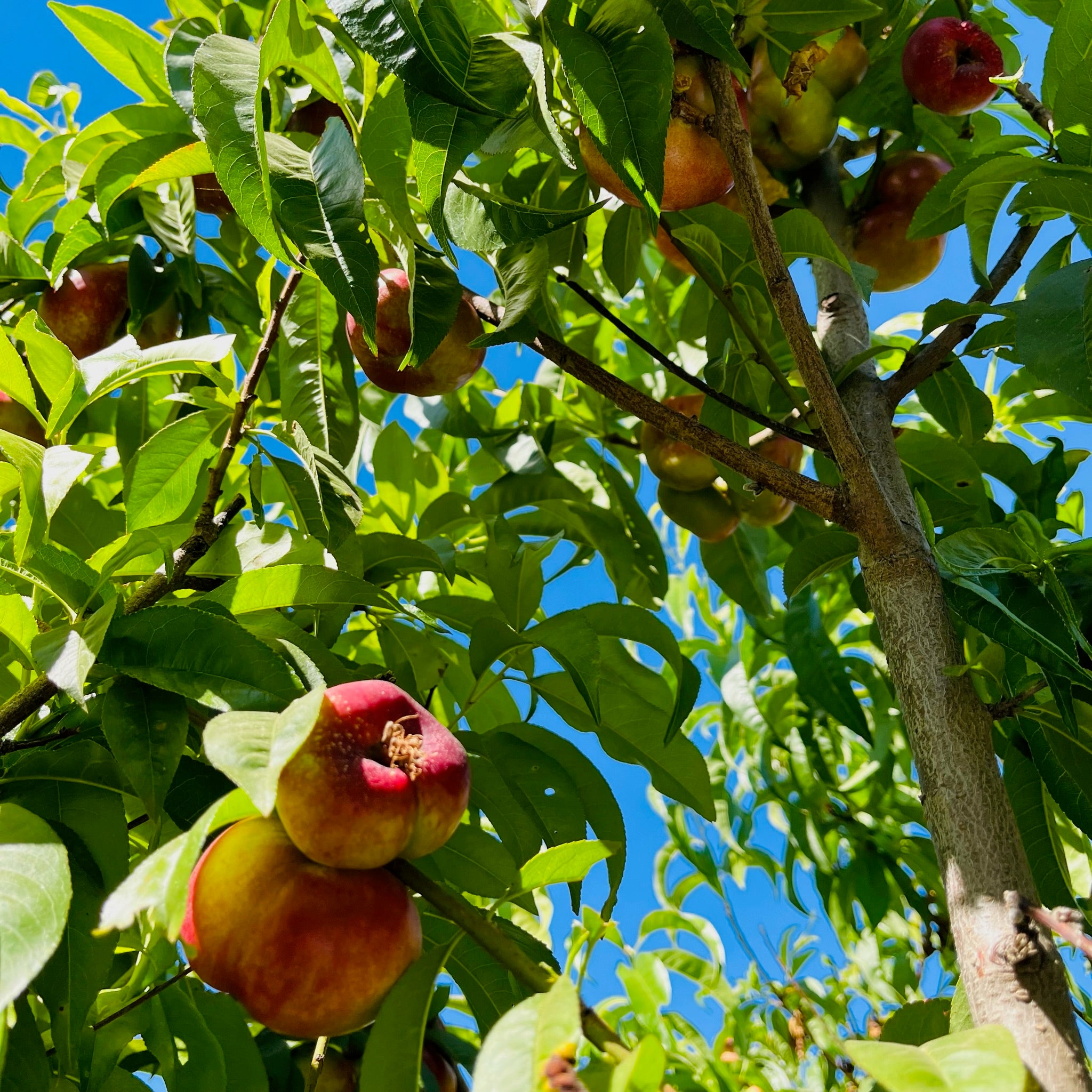 油蟠桃 Sauzee King Nectarine
