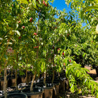 油蟠桃 Sauzee King Nectarine