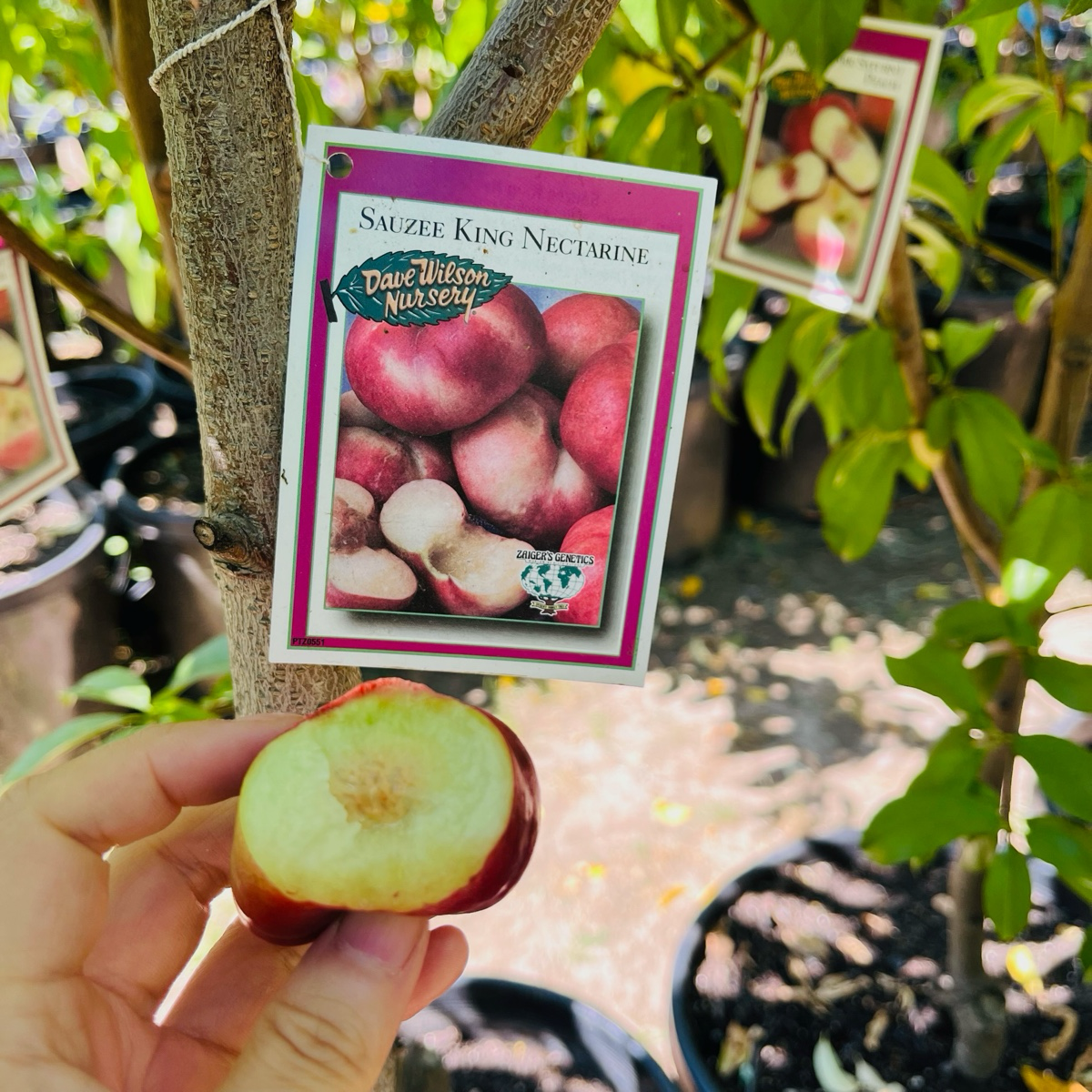 油蟠桃 Sauzee King Nectarine