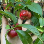 油蟠桃 Sauzee King Nectarine