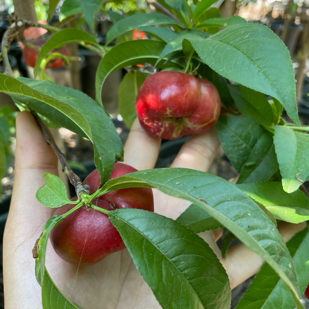 油蟠桃 Sauzee King Nectarine