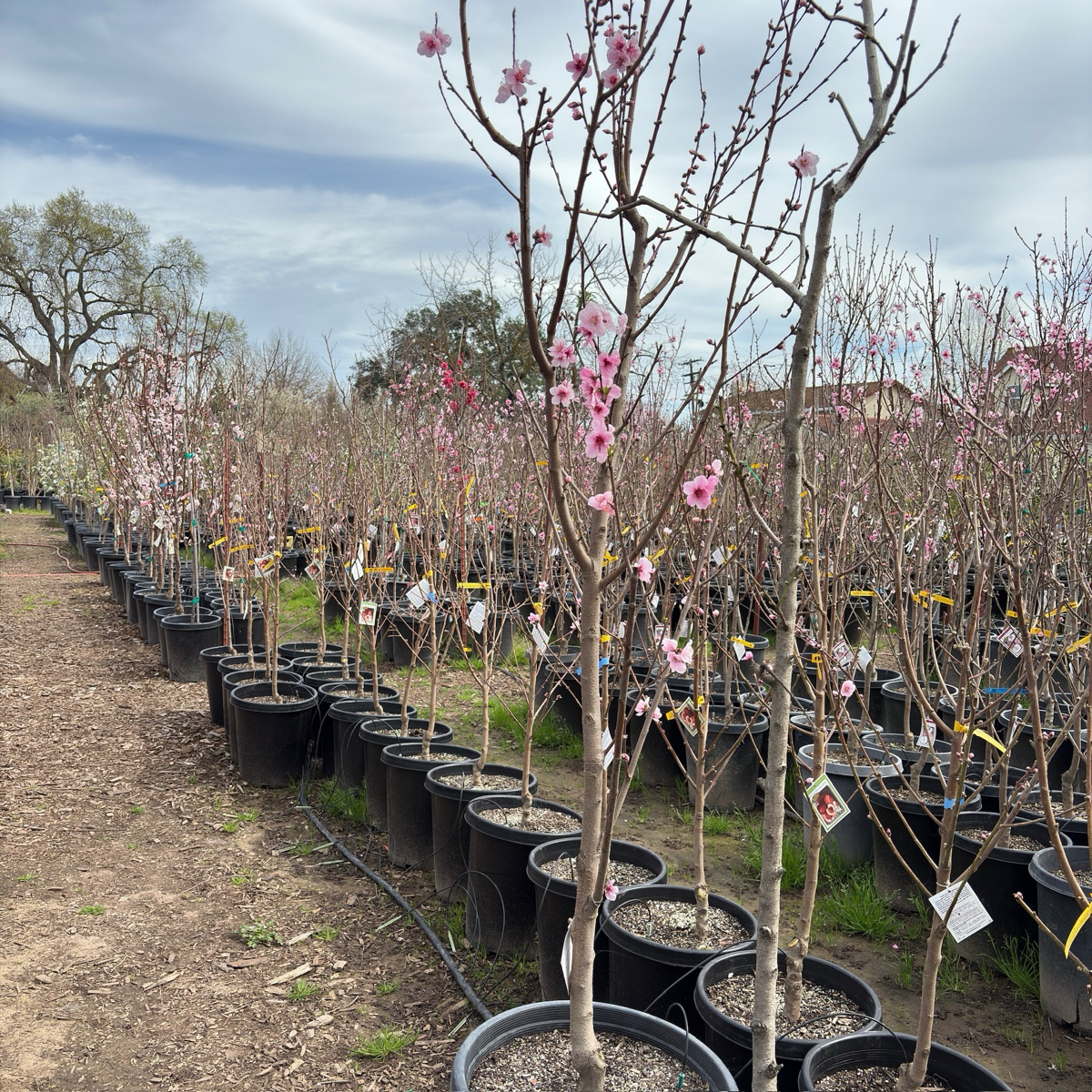 油蟠桃 Sauzee King Nectarine