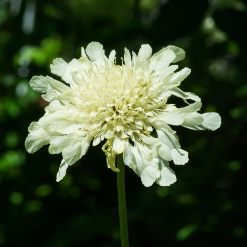 蓝盆花-白花