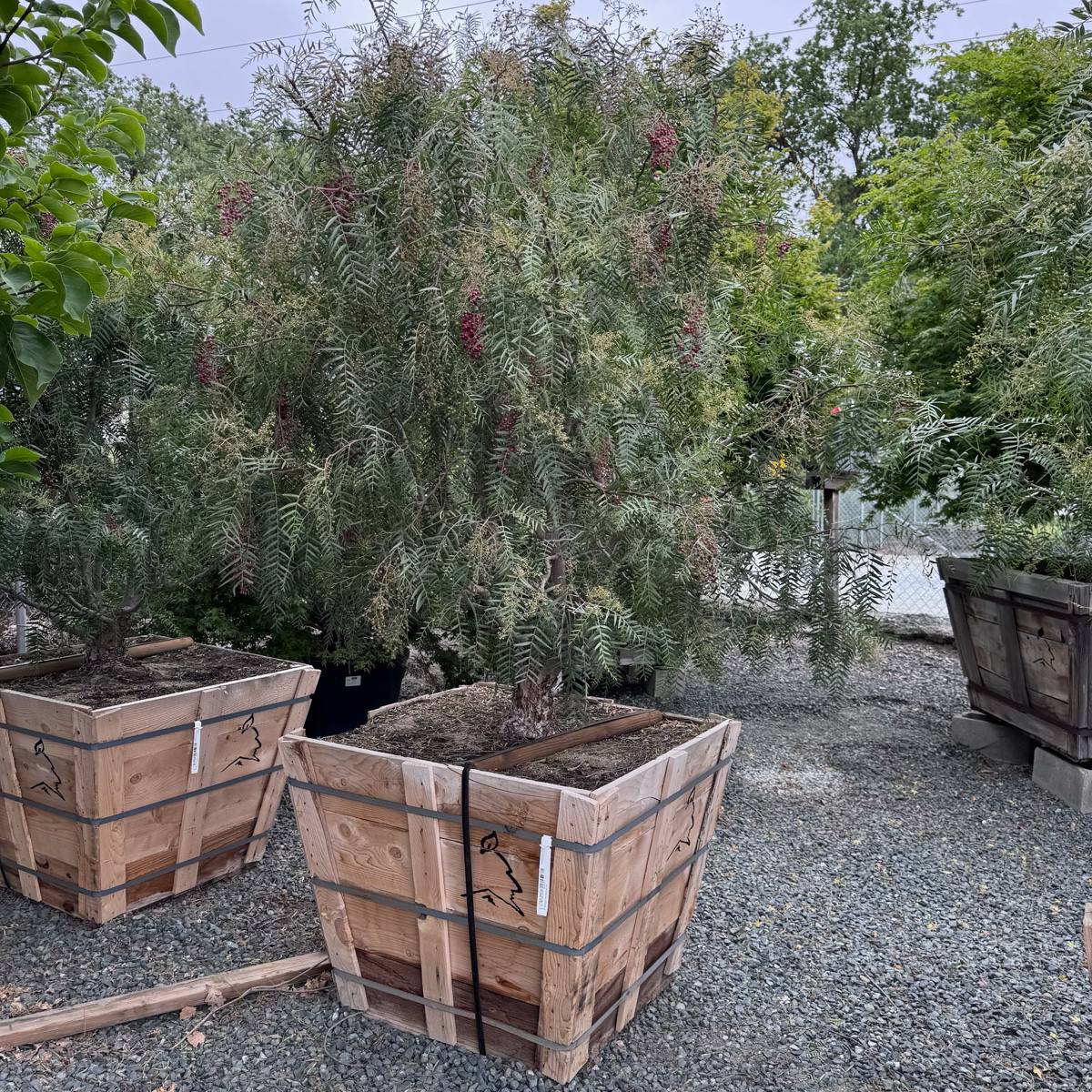 加州胡椒树 Schinus Molle