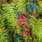 加州胡椒树 Schinus Molle