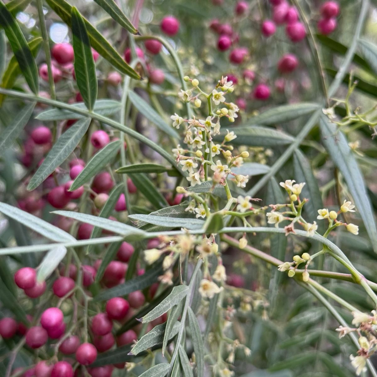 加州胡椒树 Schinus Molle