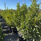 月桂 Schipka Cherry Laurel