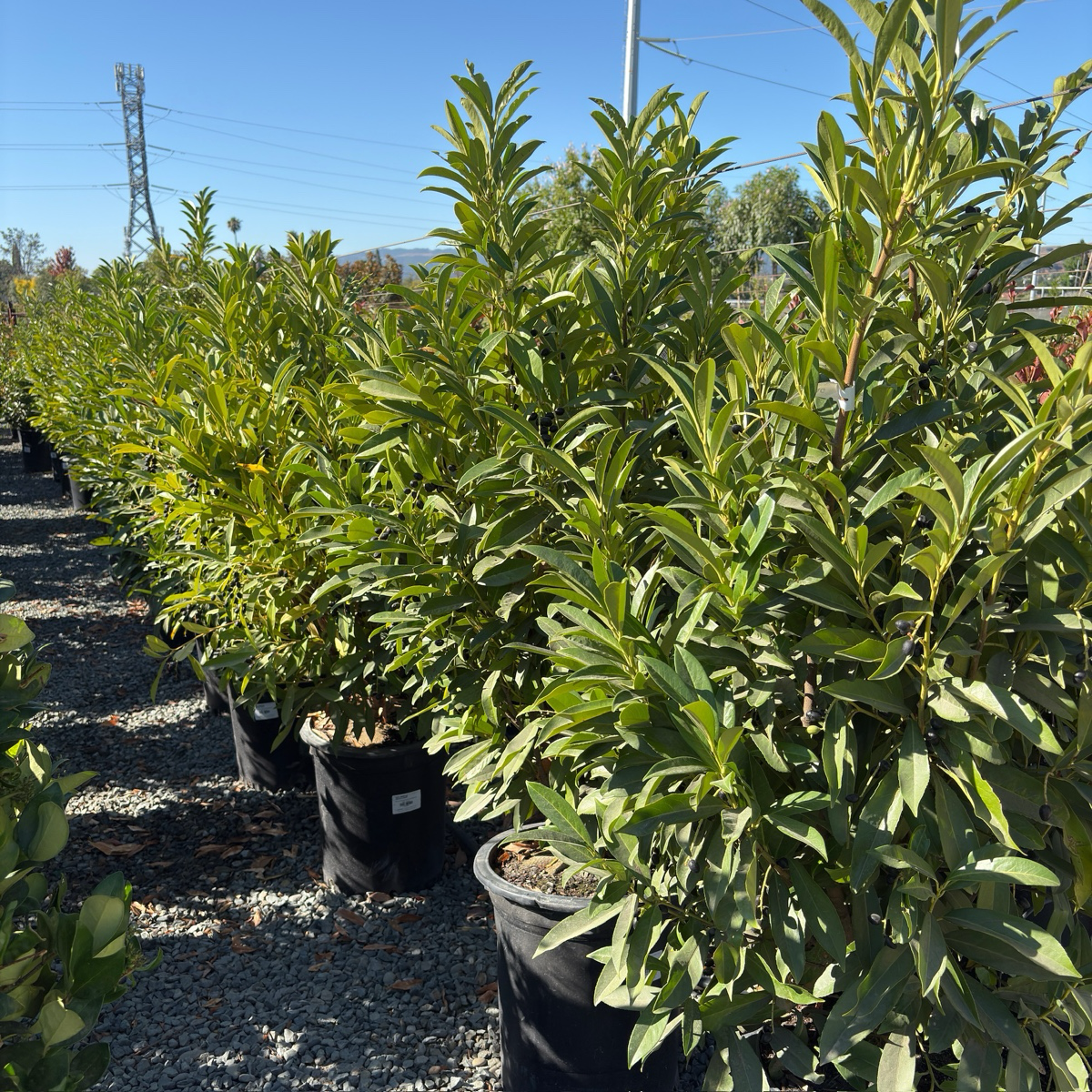 月桂 Schipka Cherry Laurel