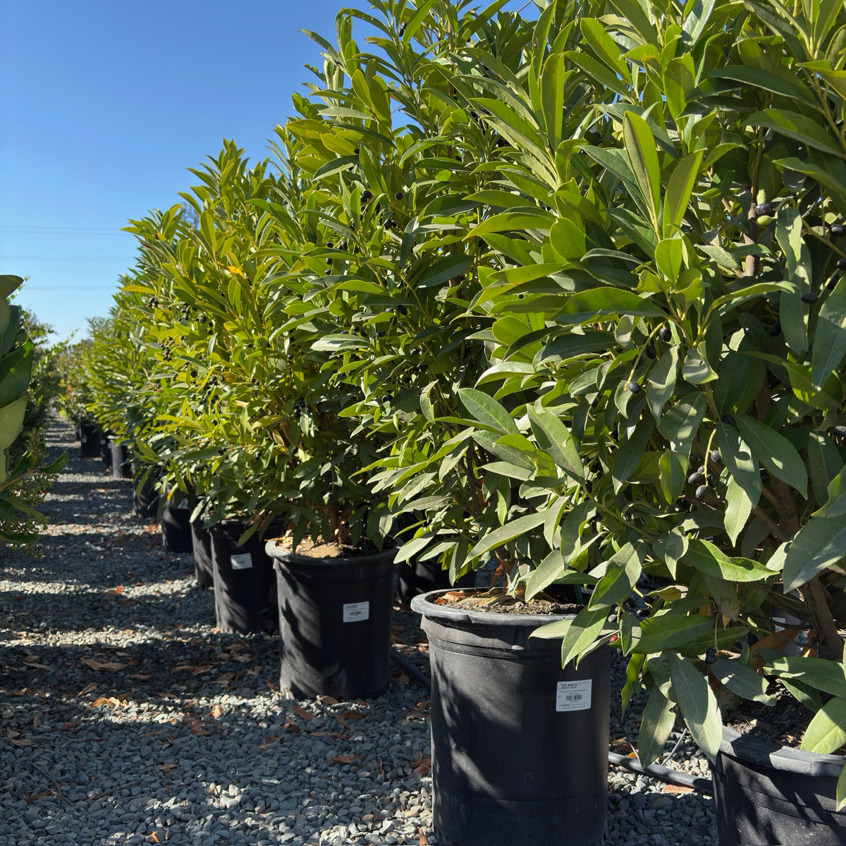 月桂 Schipka Cherry Laurel