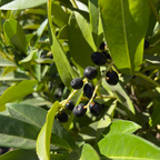 月桂 Schipka Cherry Laurel