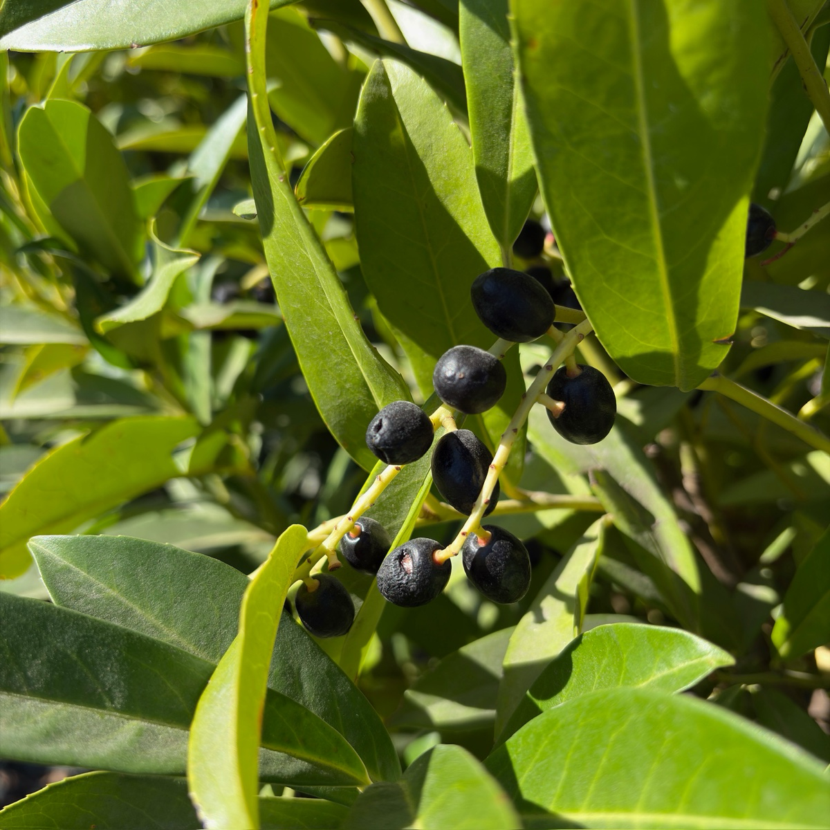 月桂 Schipka Cherry Laurel