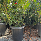 月桂 Schipka Cherry Laurel
