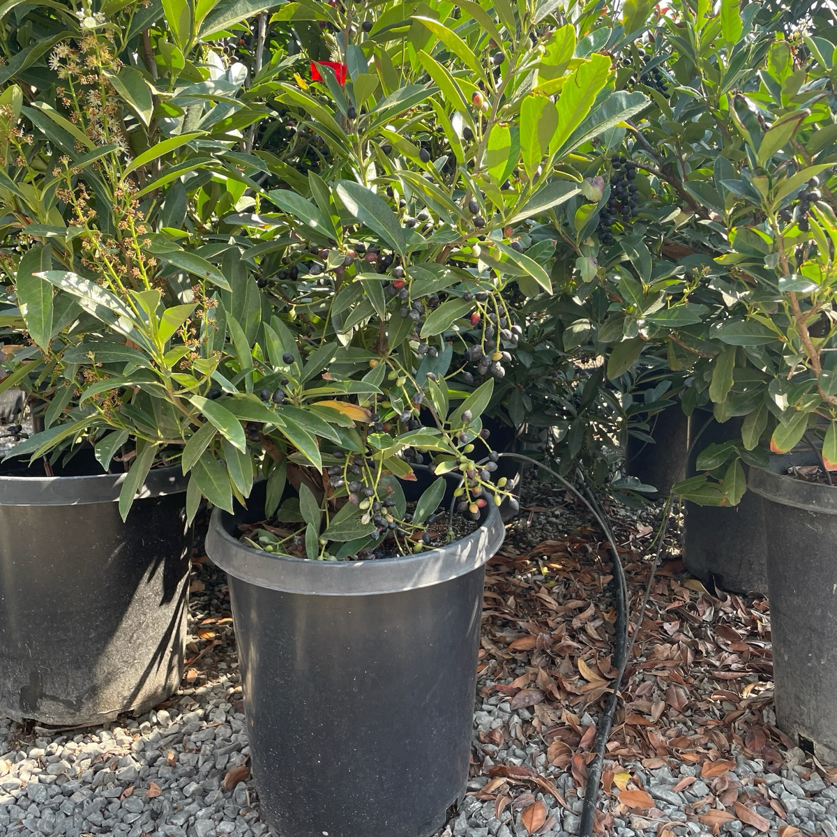 月桂 Schipka Cherry Laurel