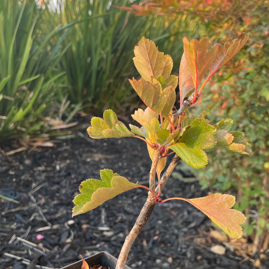 Red Sun Chinese Hawthorn