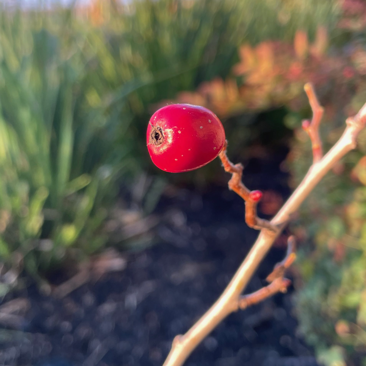 Ren Azarole Hawthorn