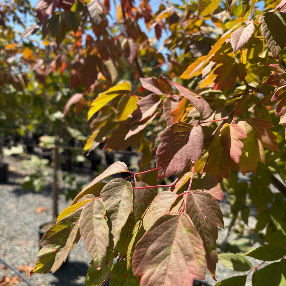 梣叶槭-惊艳枫 Sensation Box Elder