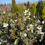 雪月花茶梅 Setsugekka Camellia