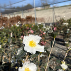 雪月花茶梅 Setsugekka Camellia