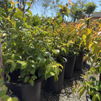 柞木 Shiny Xylosma