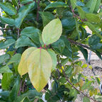 柞木 Shiny Xylosma