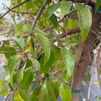 柞木 Shiny Xylosma