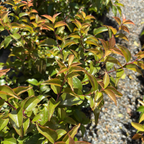 柞木 Shiny Xylosma