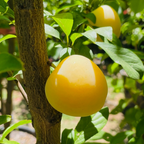 日本黄李子 Shiro Plum