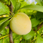 日本黄李子 Shiro Plum