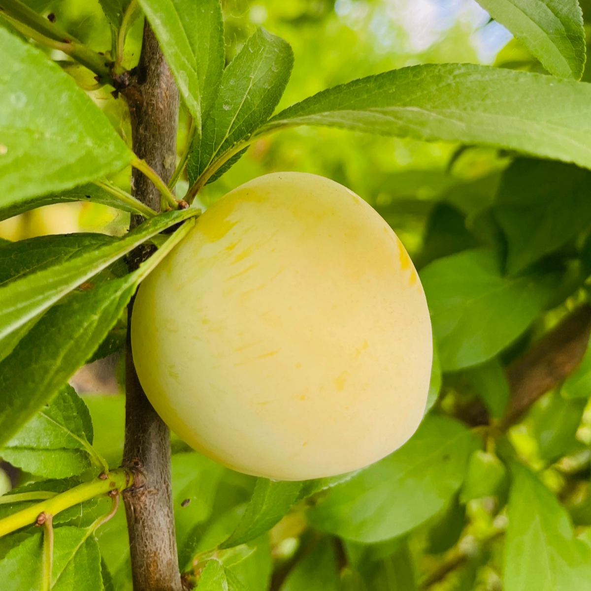 日本黄李子 Shiro Plum
