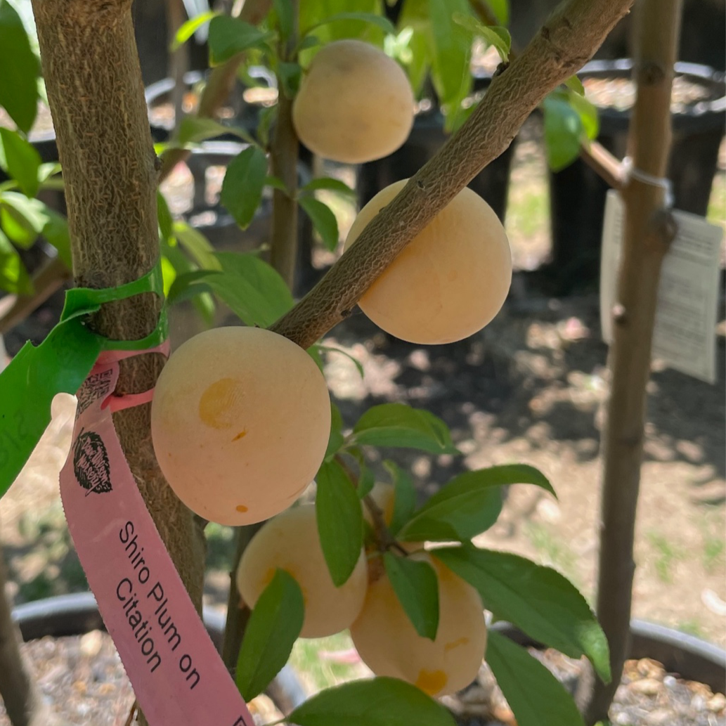 日本黄李子 Shiro Plum