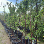 日本黄李子 Shiro Plum