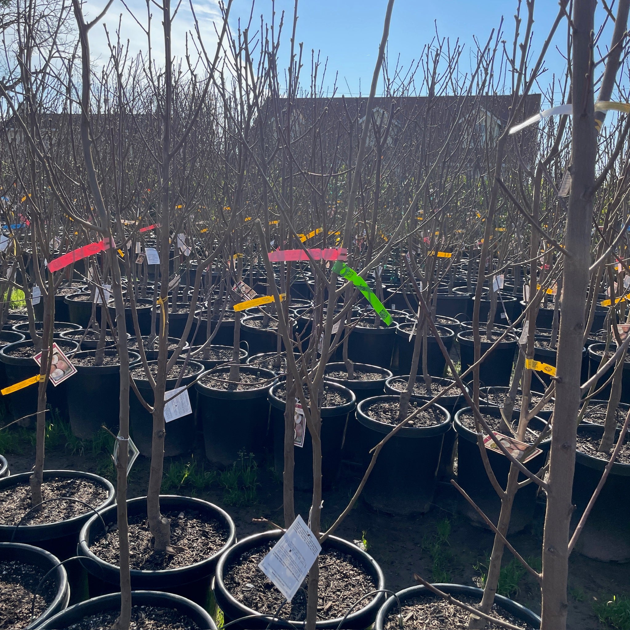 日本黄李子 Shiro Plum