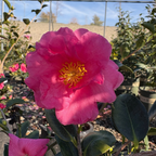 冬红山茶-狮子头 Shishi Gashira Camellia