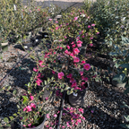 冬红山茶-狮子头 Shishi Gashira Camellia