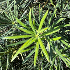 罗汉松 Shrubby Yew Pine