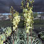 丝兰树 Silver Anniversary Yucca