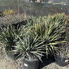 丝兰树 Silver Anniversary Yucca