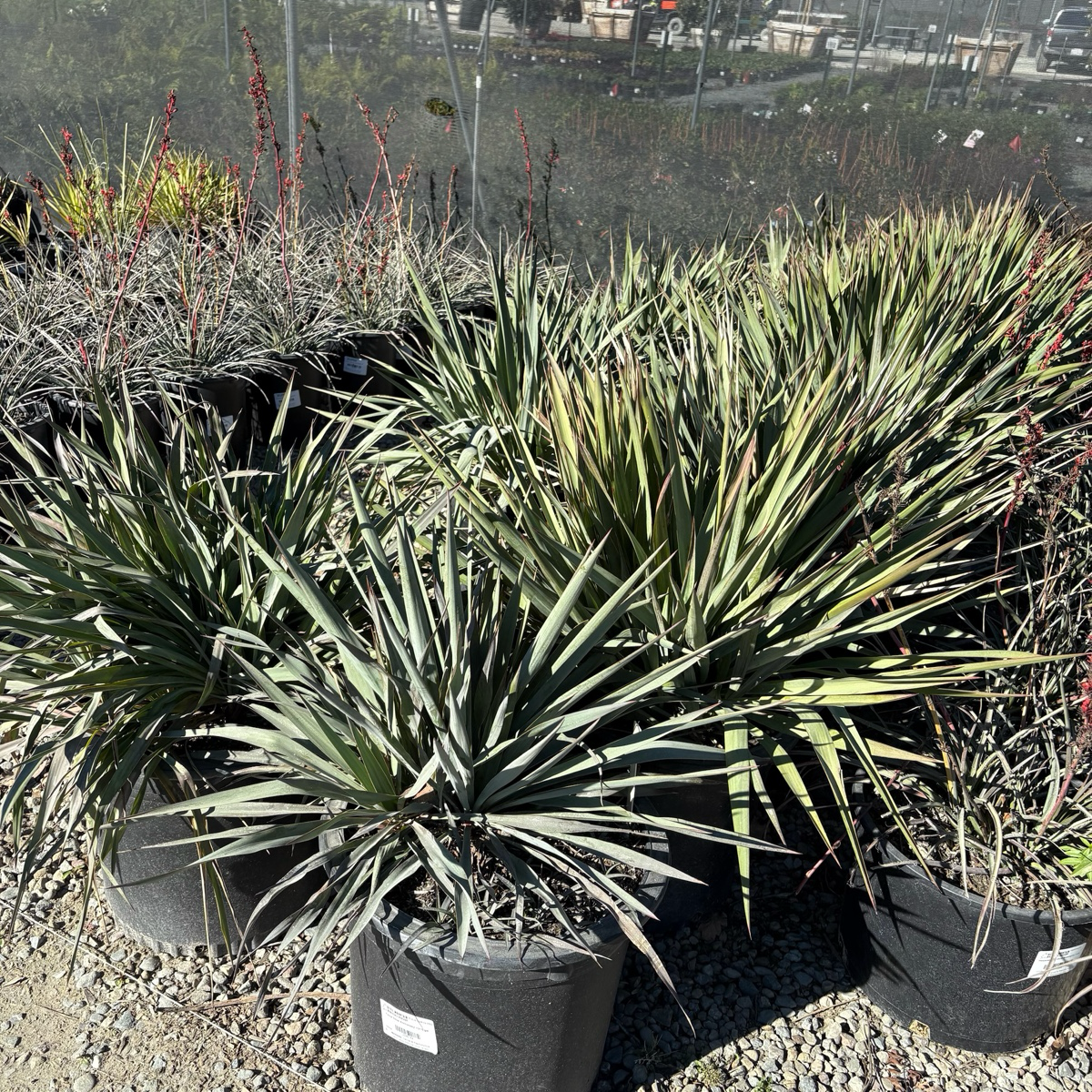 丝兰树 Silver Anniversary Yucca