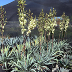 丝兰树 Silver Anniversary Yucca