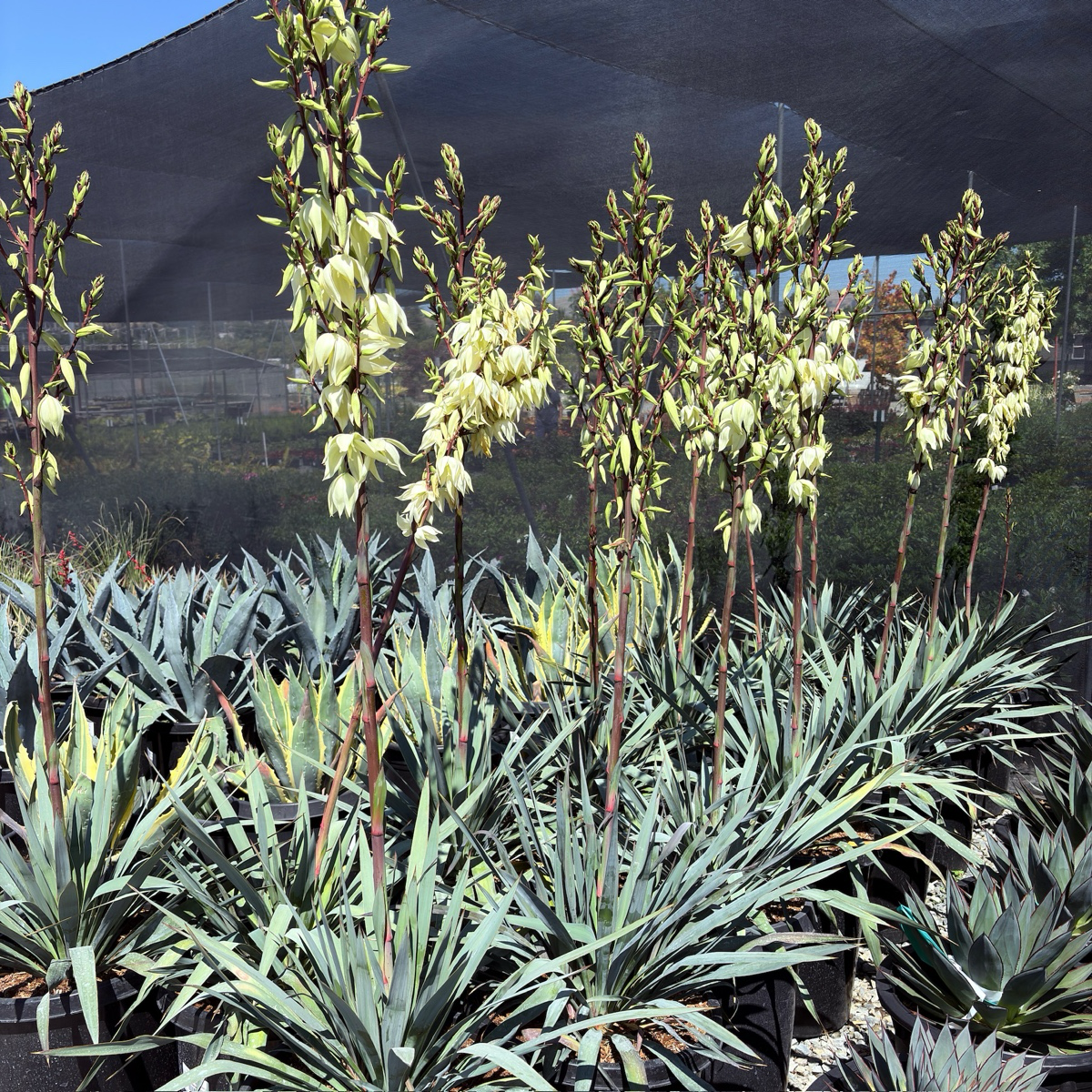 丝兰树 Silver Anniversary Yucca