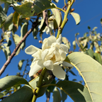 含笑花  Silver Cloud Michelia