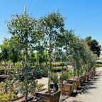 银元桉 Silver Dollar Gum