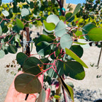 银元桉 Silver Dollar Gum