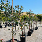 银元桉 Silver Dollar Gum