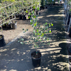 银元桉 Silver Dollar Gum