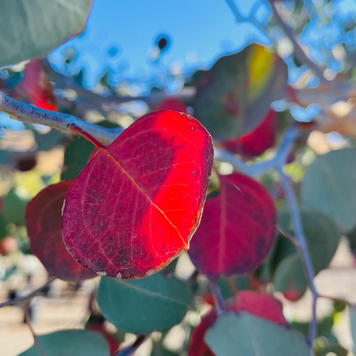 银元桉 Silver Dollar Gum