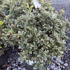 银公主冬青矛卫 Silver Princess  Euonymus
