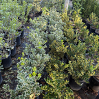 银皇后冬青矛卫 Silver Queen Euonymus