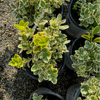 银皇后冬青矛卫 Silver Queen Euonymus