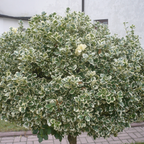 银皇后冬青矛卫 Silver Queen Euonymus